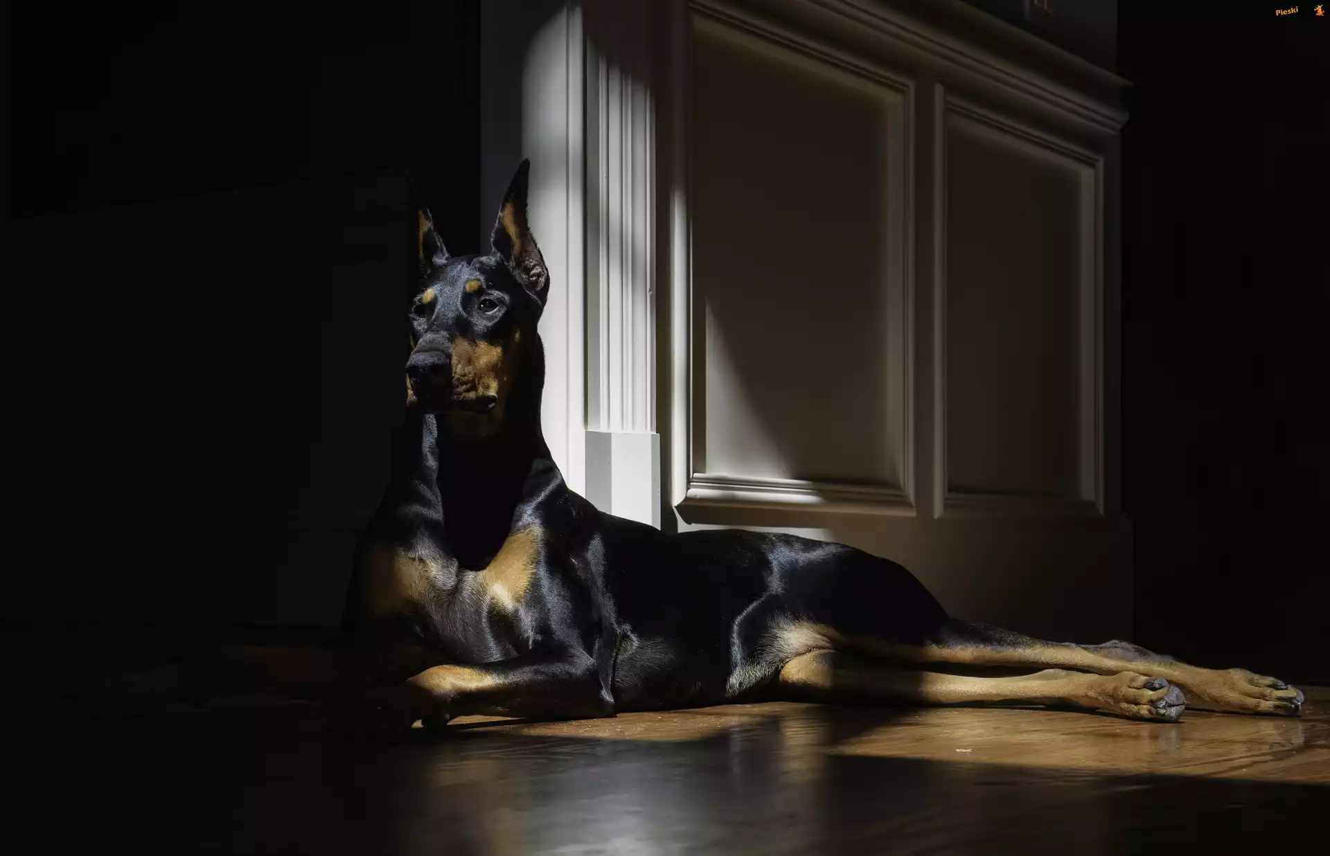 Pokój, Doberman, Pies, ¦wiat³o